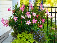 Walkways &amp; Steps, Planters