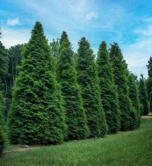 Thuja Green Giant